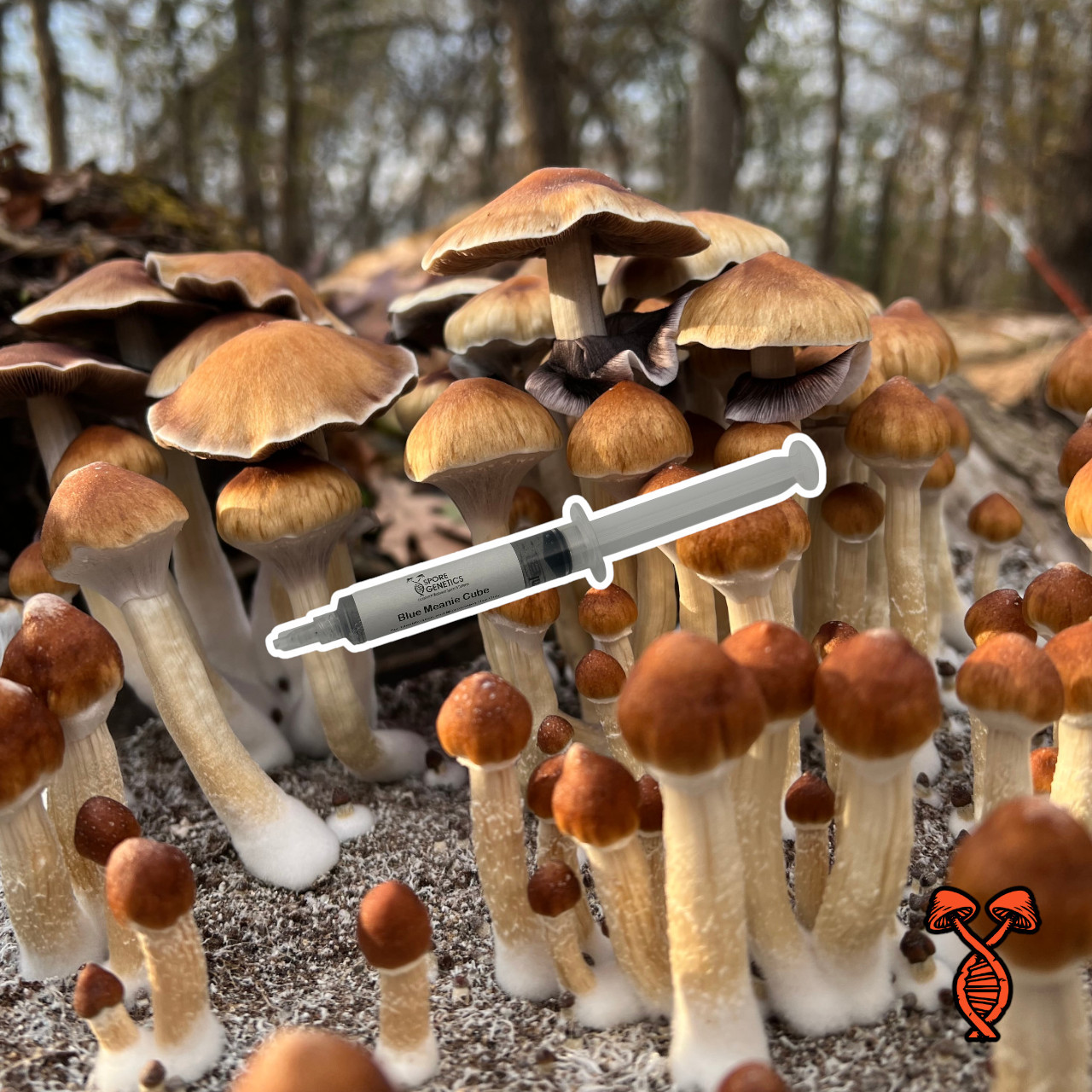 Blue Meanie Cube Spore Syringe