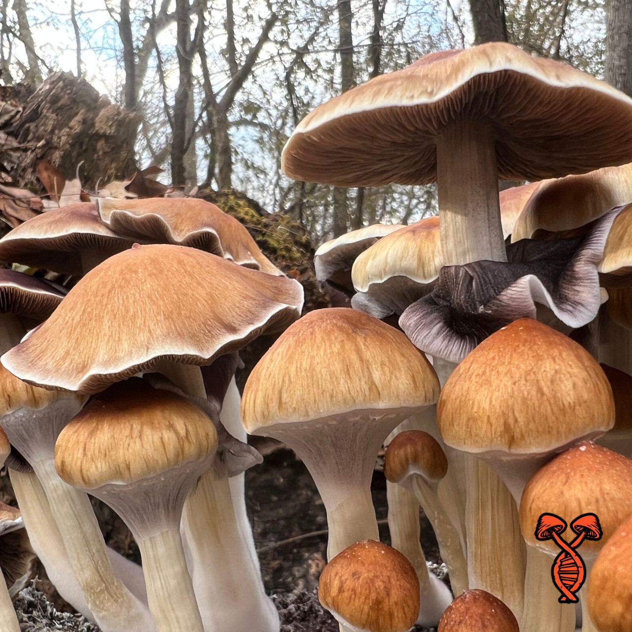 Blue Meanie Cube Spore Syringe