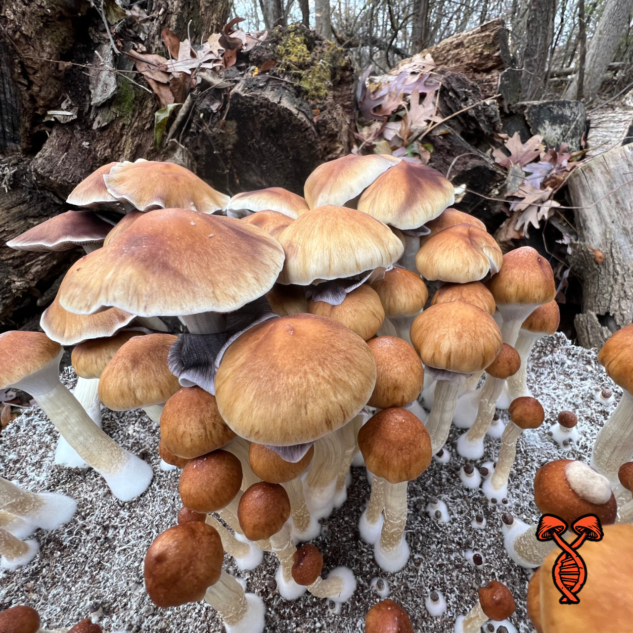 Blue Meanie Cube Spore Syringe