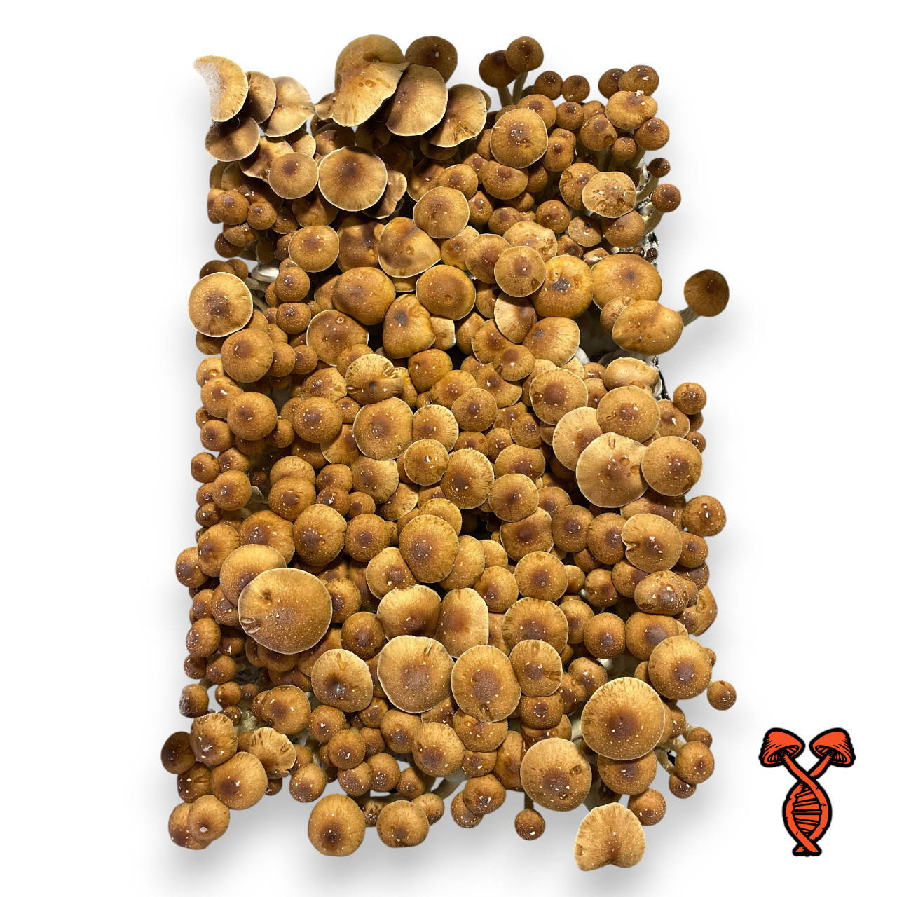 10CC PE6 Mushroom Spore Syringe | Spore Genetics