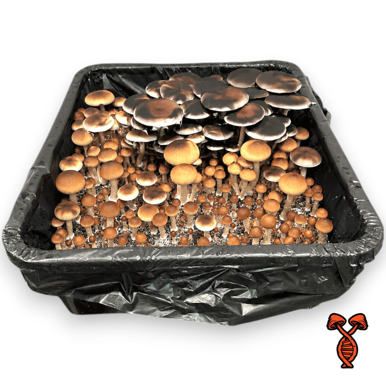 10CC PE6 Mushroom Spore Syringe | Spore Genetics