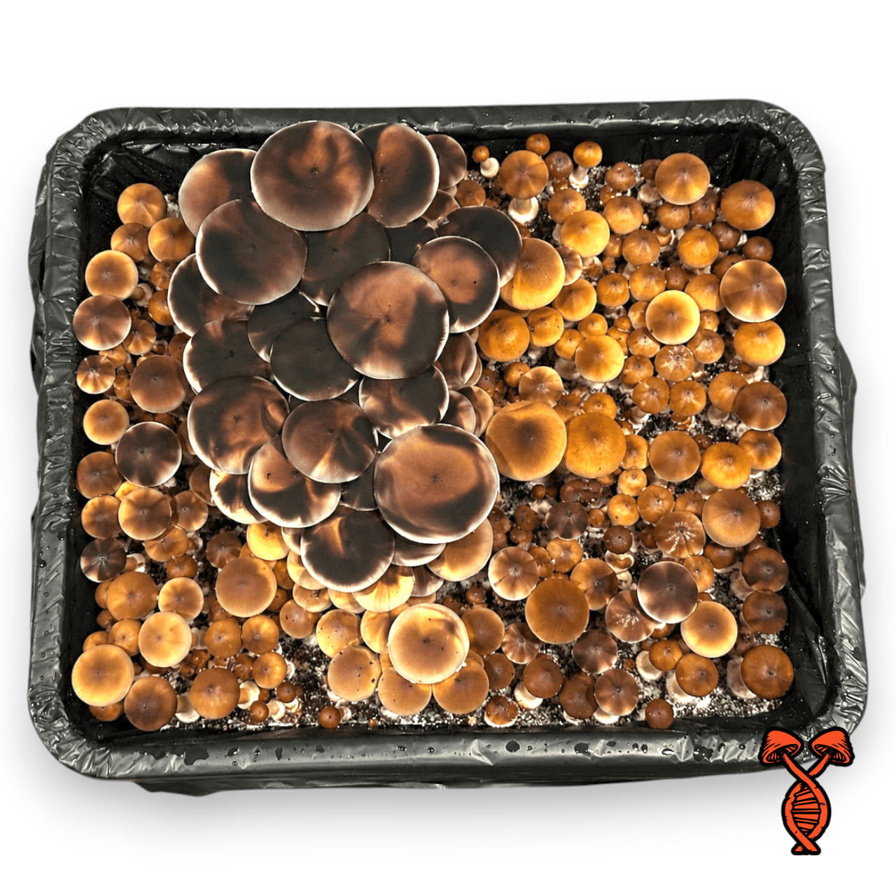 10CC PE6 Mushroom Spore Syringe | Spore Genetics
