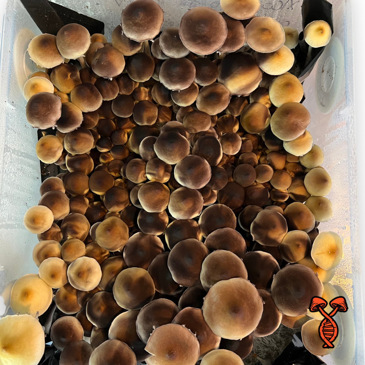 McKennaii Strain Spore Syringe | Spore Genetics