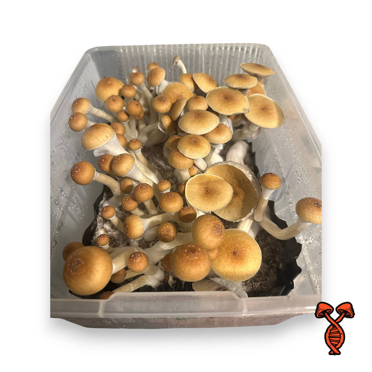 Costa Rican Spores 10CC Syringe | Spore Genetics
