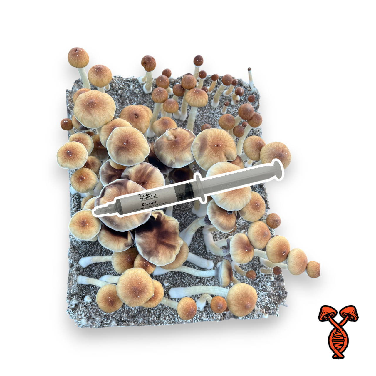 Suddan×Bogor×YM mix spore Ecuador Psilocybe Cubensis Spore Syringe | Spore Genetics