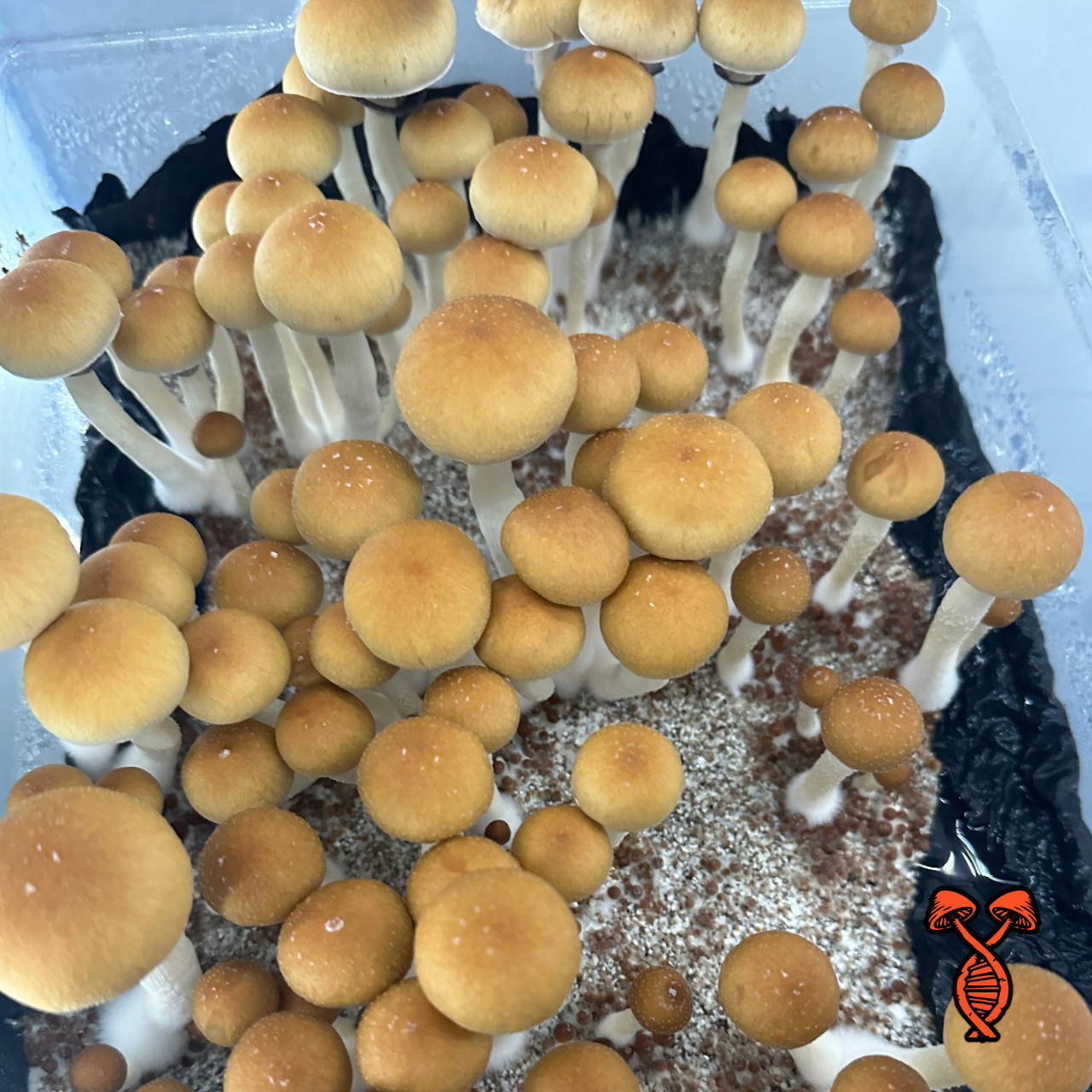 Ecuador Psilocybe Cubensis Spore Syringe | Spore Genetics