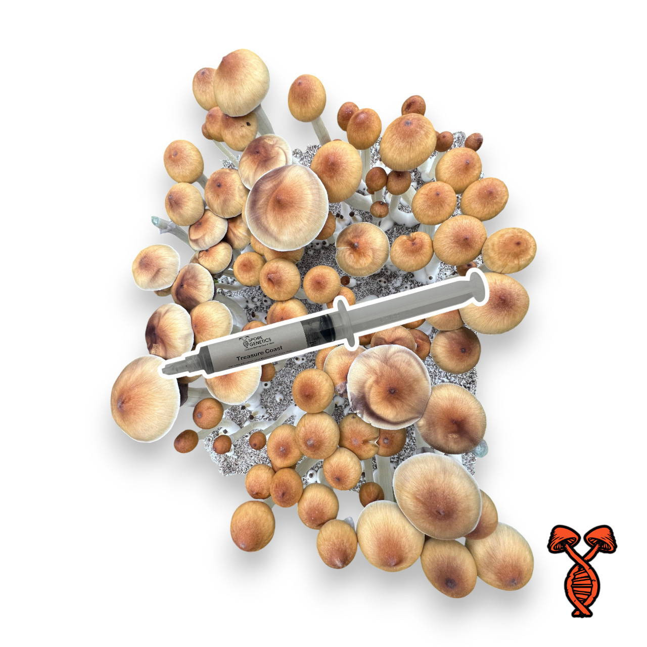 Treasure Coast Cubensis Mushrooms Spores | Spore Genetics