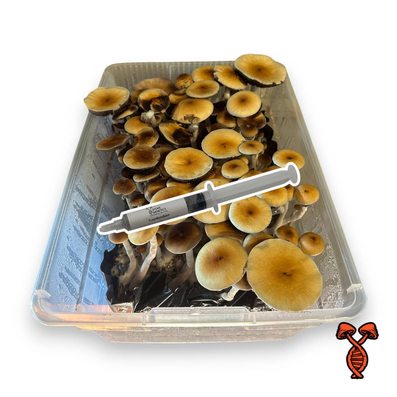 Cambodian Gold Mushroom Spore Syringe | Spore Genetics