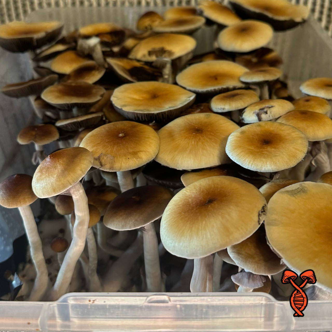 Cambodian Gold Mushroom Spore Syringe | Spore Genetics