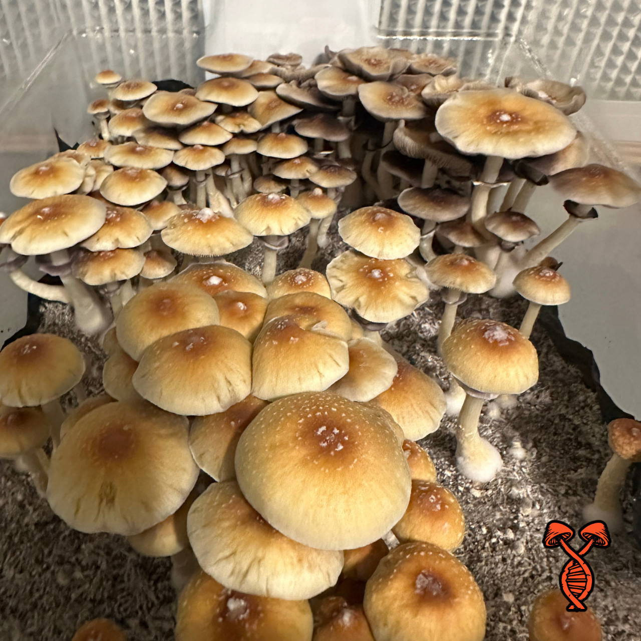 Suddan×Bogor×YM mix spore Burma Psilocybe Cubensis Spore Syringe | Spore Genetics
