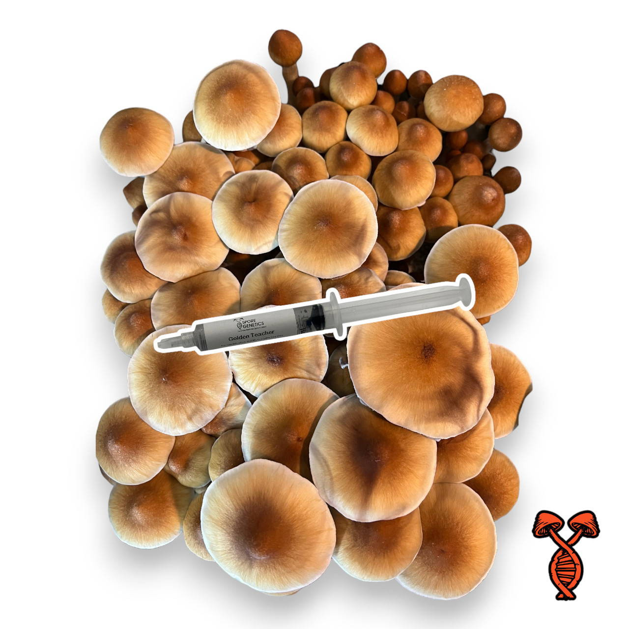 Golden Teacher Mushroom Spore Syringe | Spore Genetics