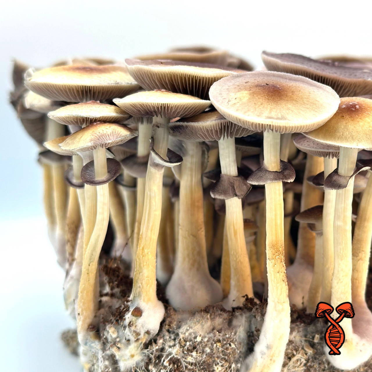 Purple Mystic Isolated Spore Syringe | Spore Genetics