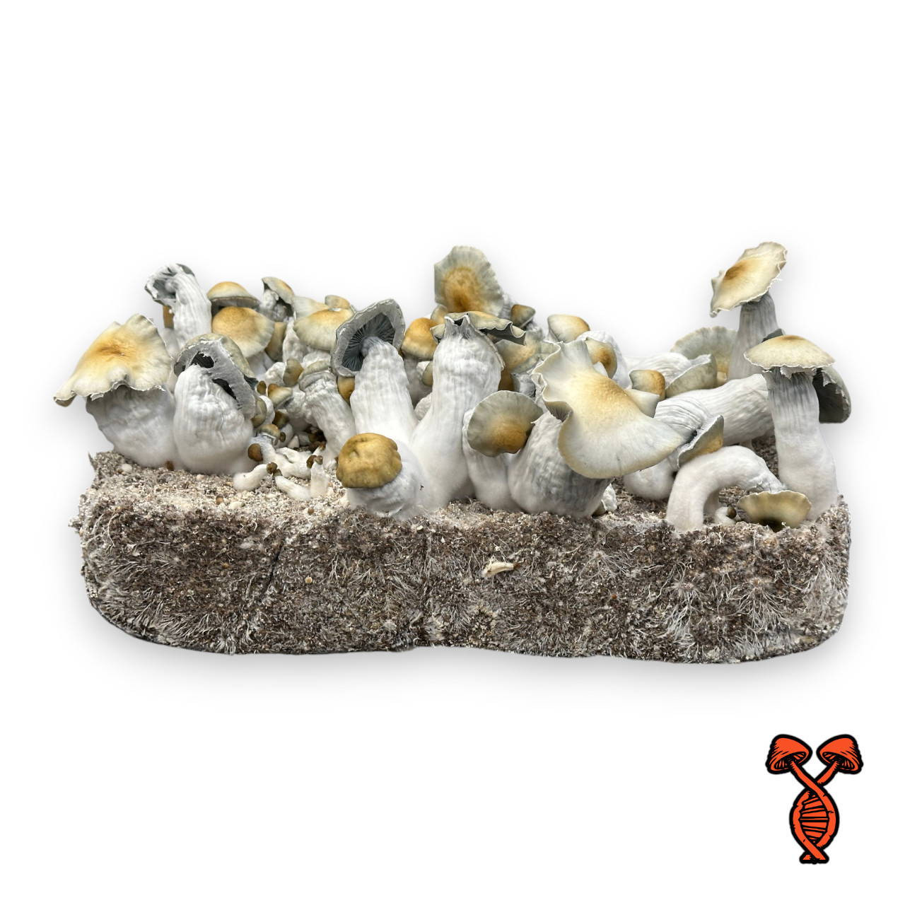 Apehilly Bumpkin Isolated Spore Syringe | Spore Genetics