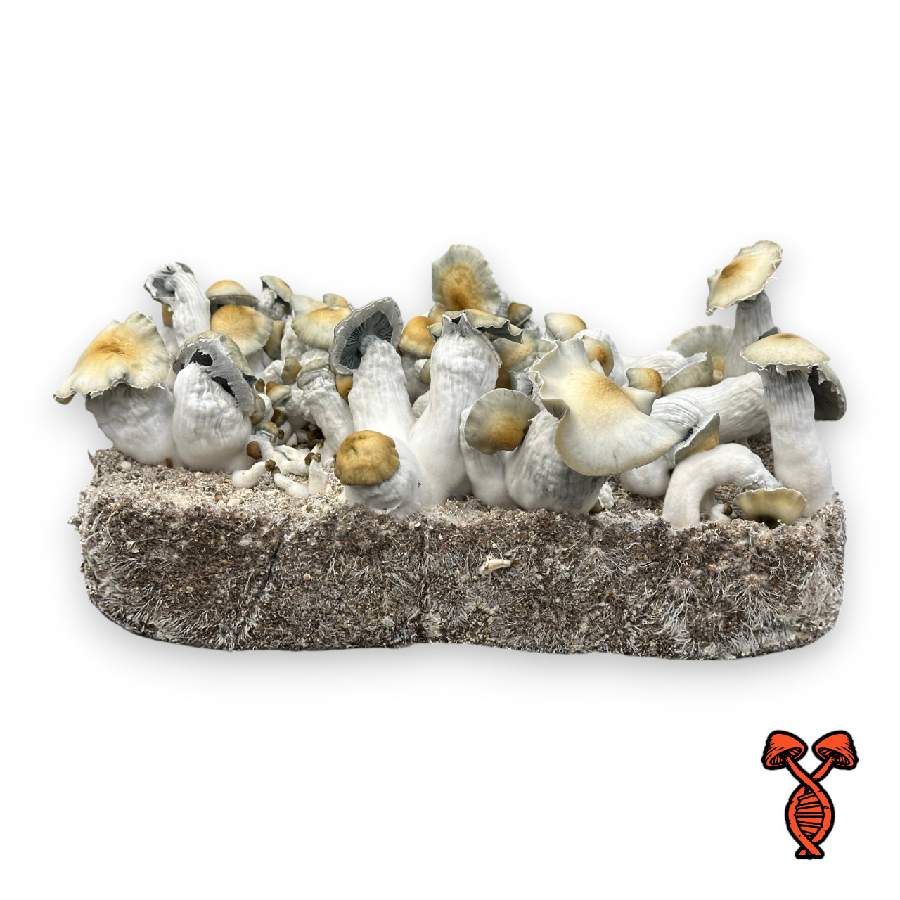 Apehilly Bumpkin Isolated Spore Syringe | Spore Genetics