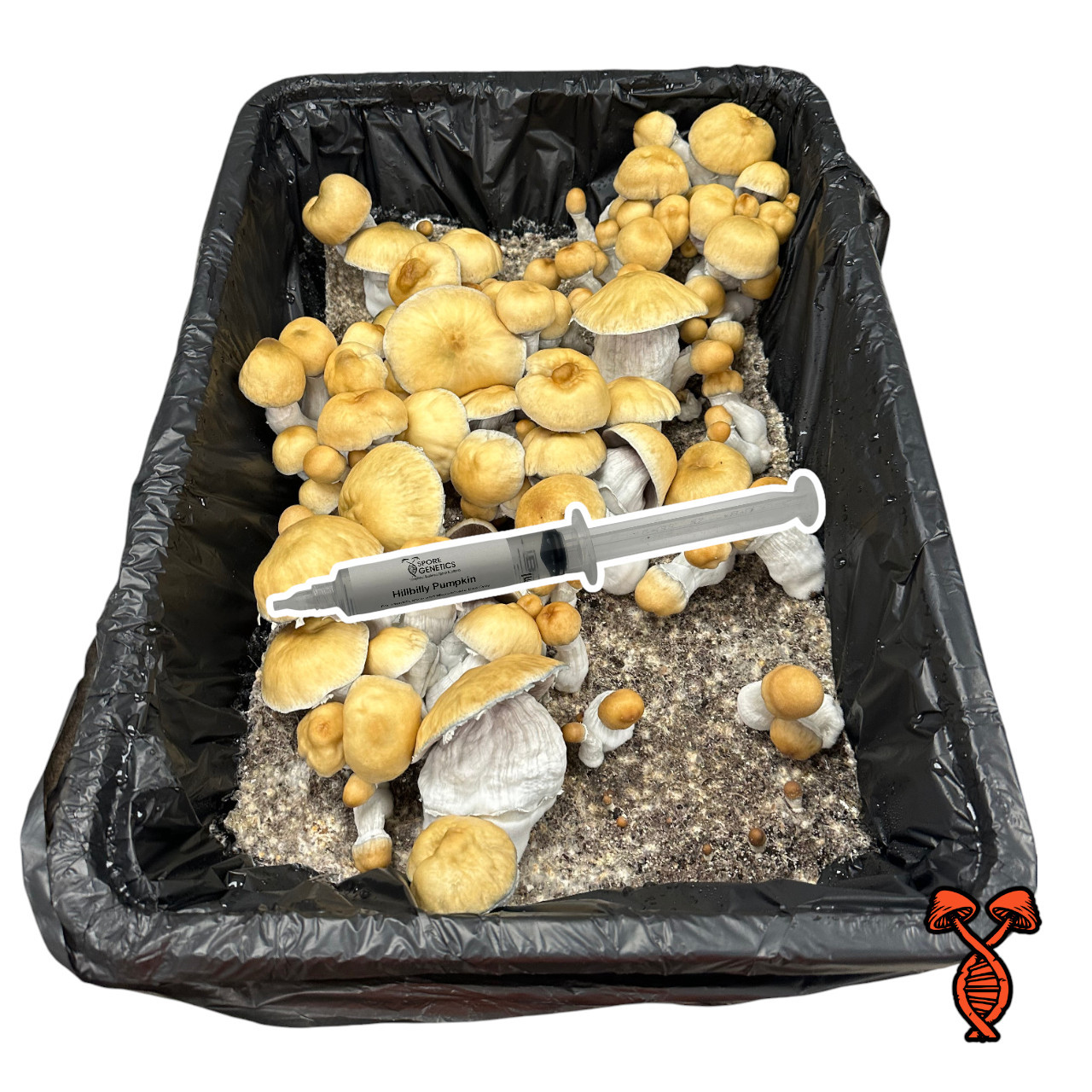 Hillbilly Pumpkin Cubensis Spores Syringe | Spore Genetics