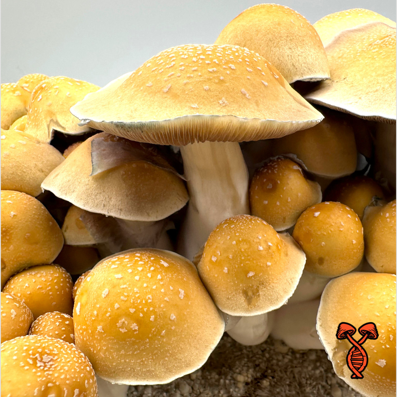 mew spore 胞子体3株　大きい株1つ付き mew spore 胞子体3株 大きい株1つ付き mew spore 胞子体3株 大きい株1