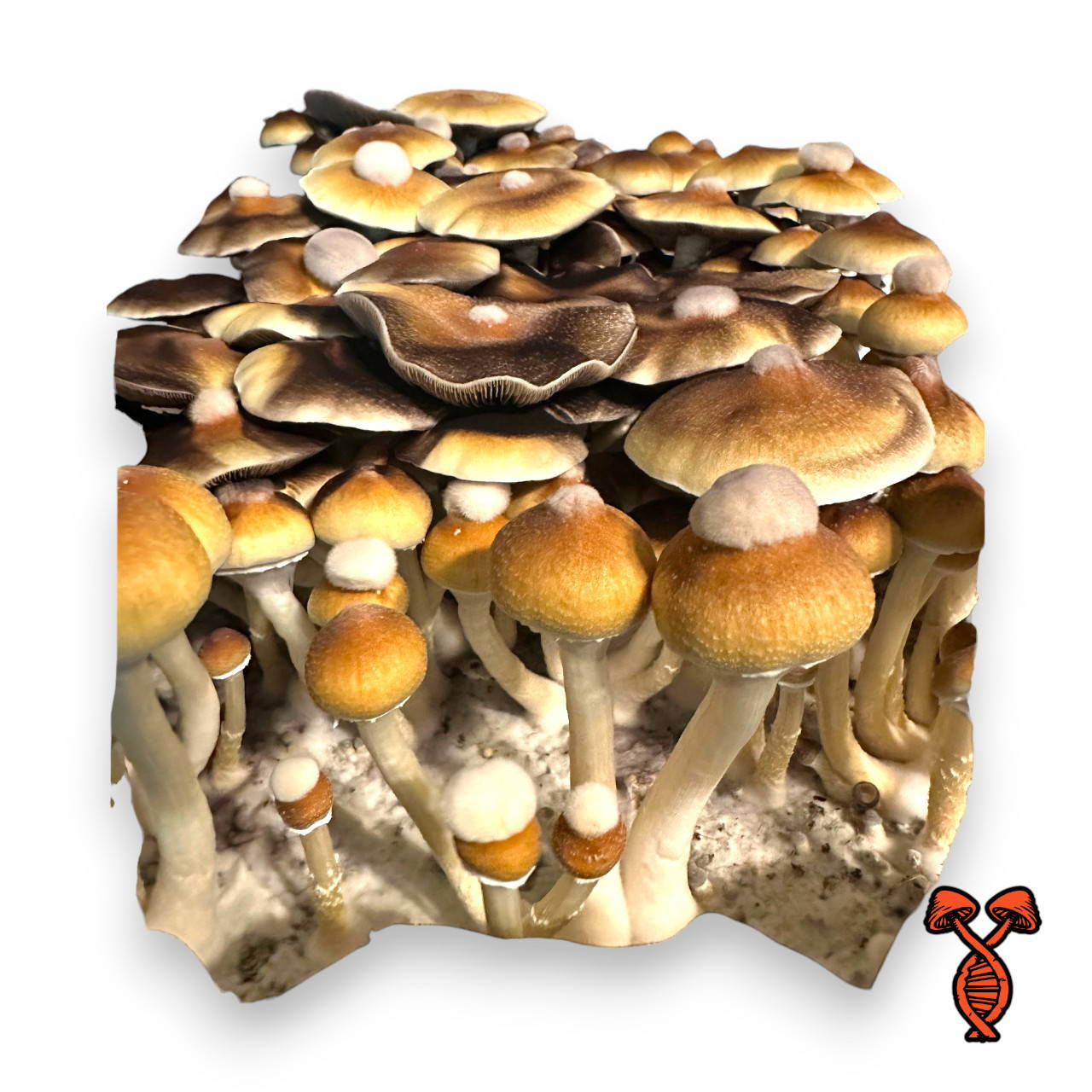 B+ Isolated Mushroom Spore Syringe | Spore Genetics