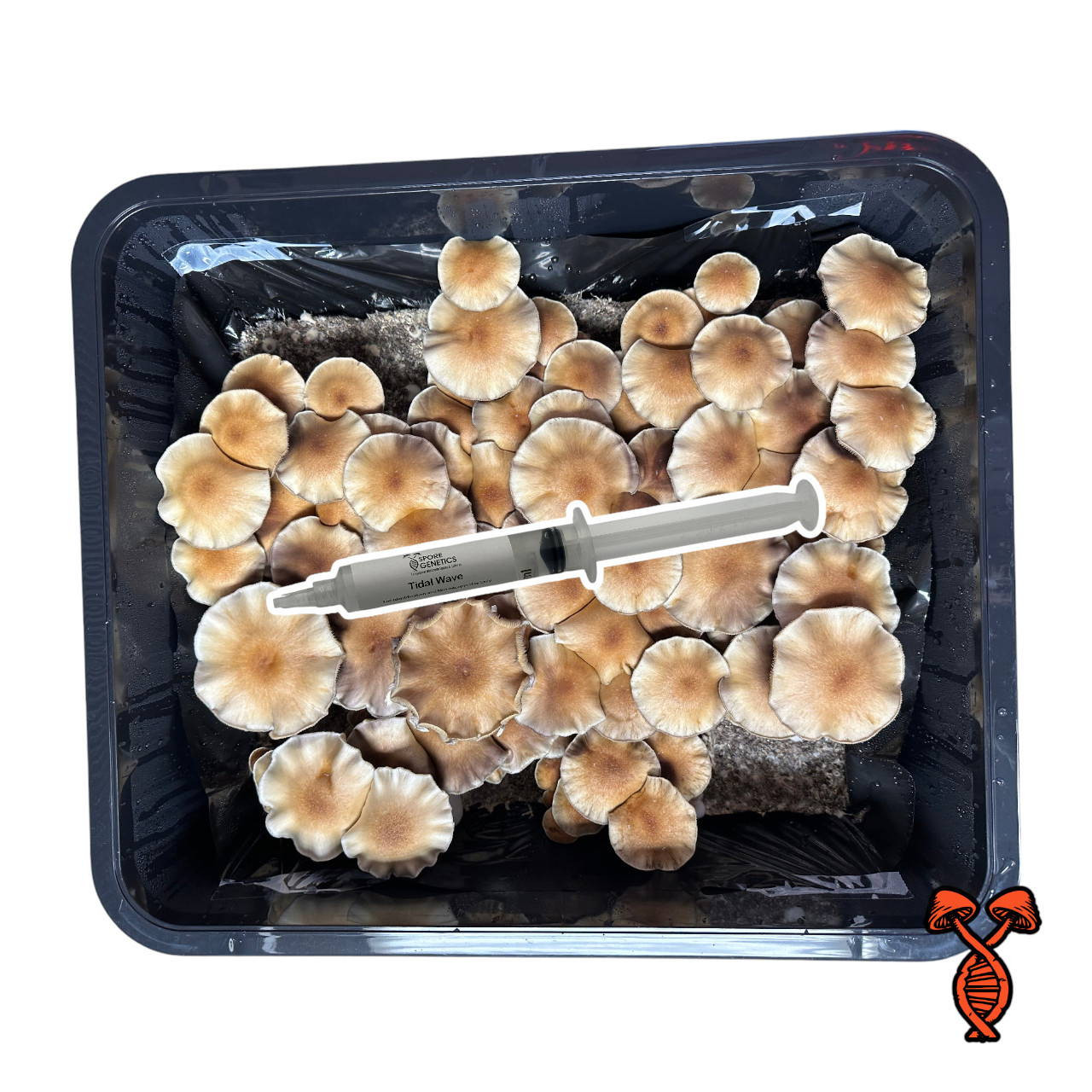 Tidal Wave Isolated Spore Syringe | Spore Genetics