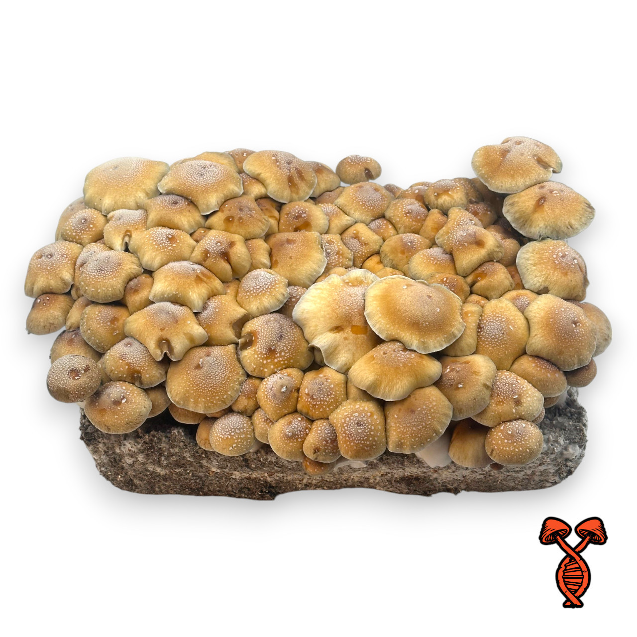 Hillbilly Spore Syringe