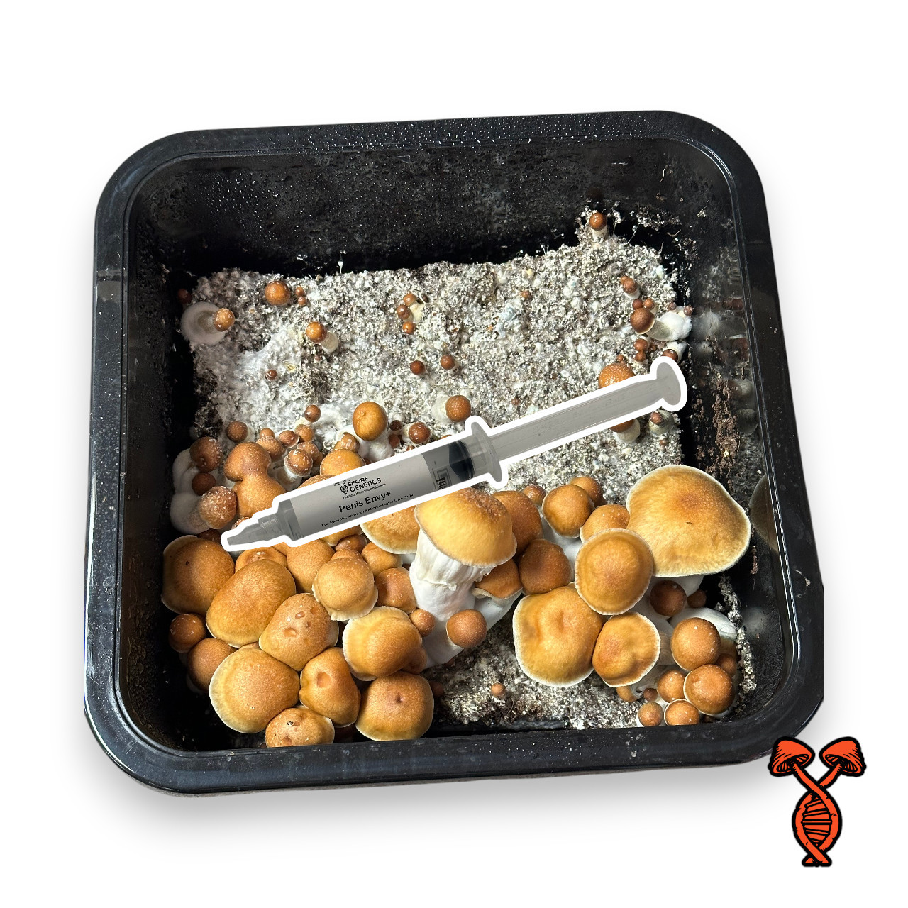 PE+ Isolated Spore 10cc Syringe | Spore Genetics