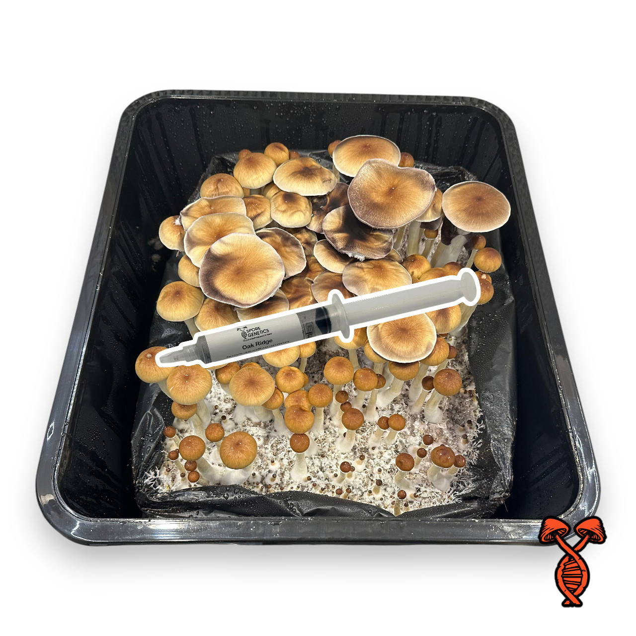 Oak Ridge Mushrooms Spore Syringe | Spore Genetics