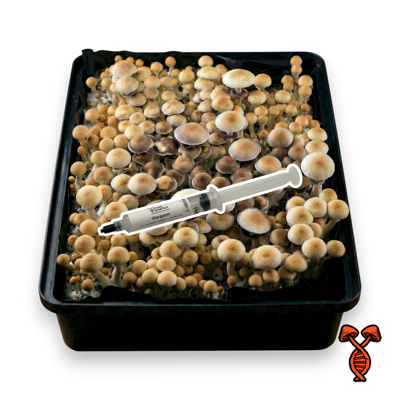 Stargazer Spore Syringe | Spore Genetics