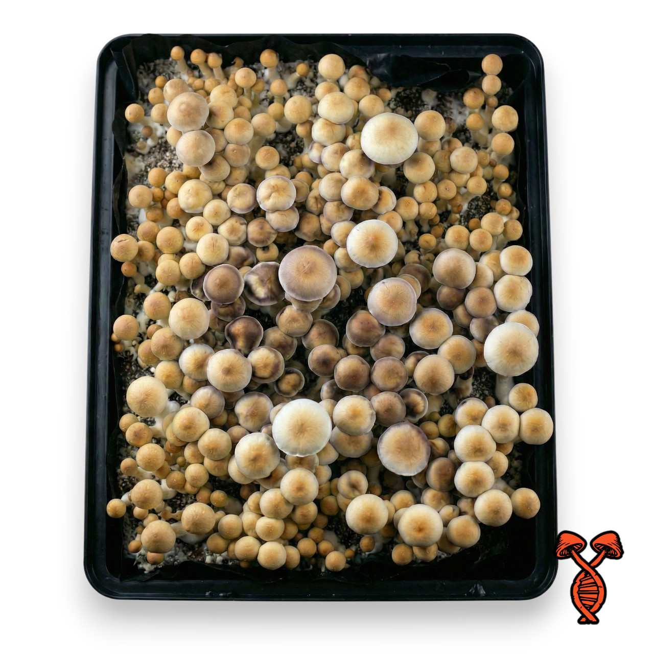 Stargazer Spore Syringe | Spore Genetics