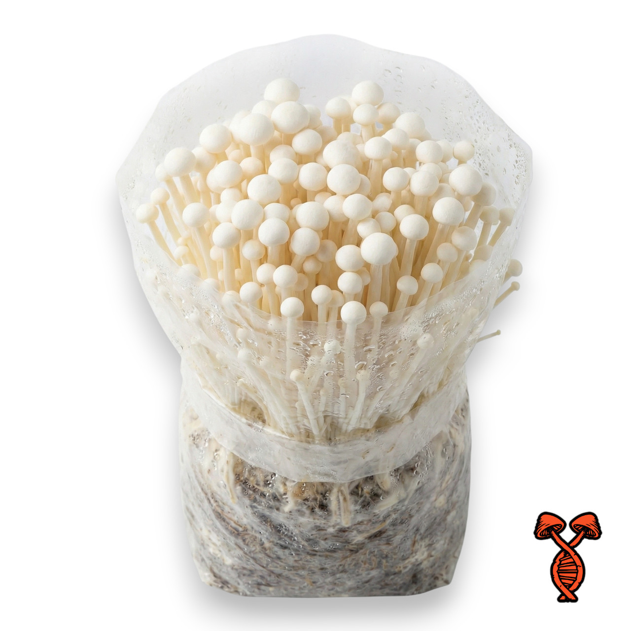 Enoki Liquid Culture Syringe | Spore Genetics