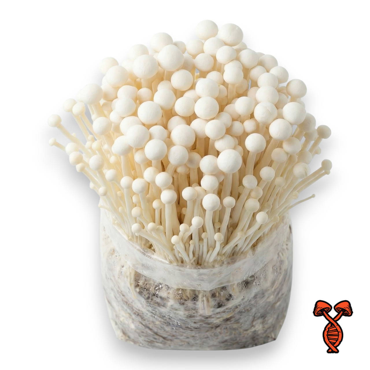Enoki Liquid Culture Syringe | Spore Genetics
