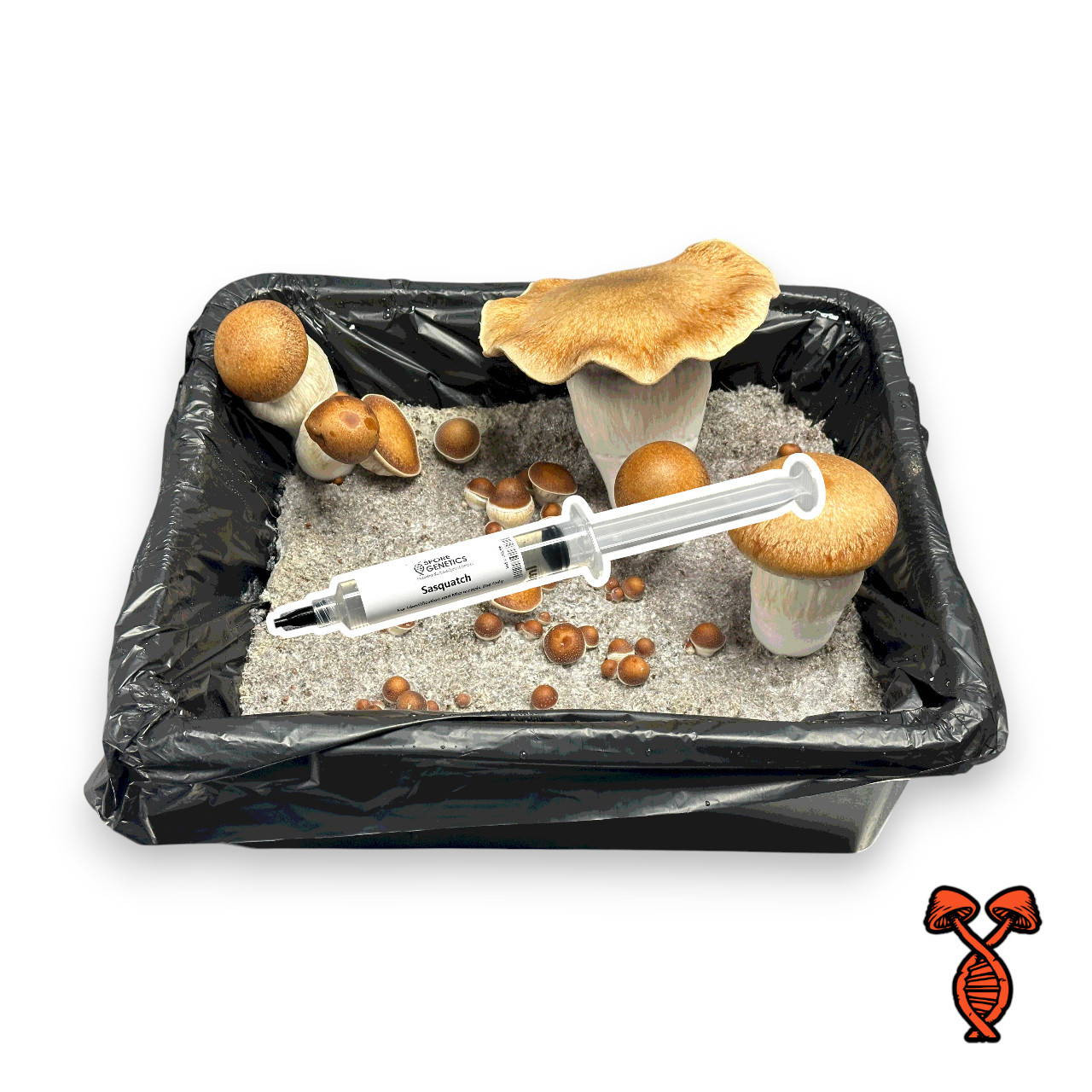 Sasquatch Isolated Spore Syringe | Spore Genetics