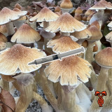 Maui Platinum 10cc Spore Syringe