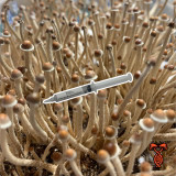 Psilocybe Mexicana Galindoi 10cc Isolated Spore Syringe