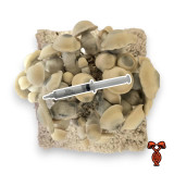 Bluey Vuitton Isolated 10cc Spore Syringe