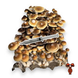 B Plus Isolated 10cc Spore Syringe