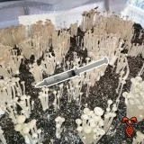 Panaeolus Cyanescens TTBVI Isolated Spore Syringe