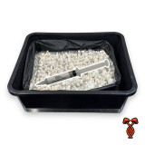 Albino Bluey Vuitton Isolated Spore Syringe