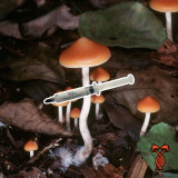 Psilocybe Azurescens Flying Saucers