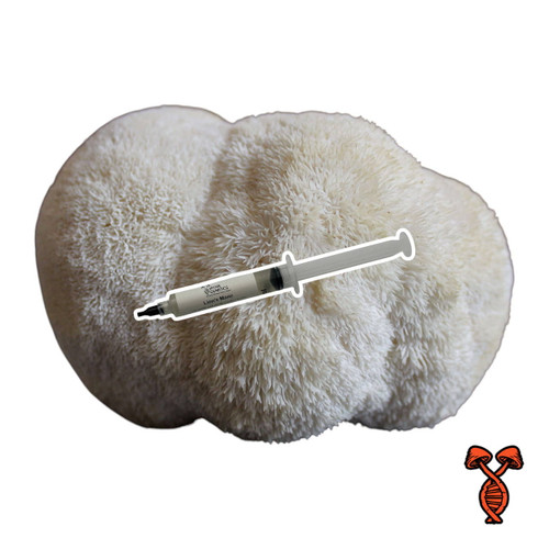 Lion\'s Mane 10cc Liquid Culture Syringe