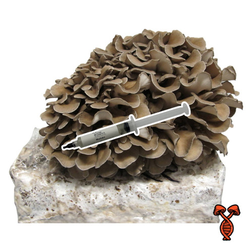Maitake 10cc Liquid Culture Syringe