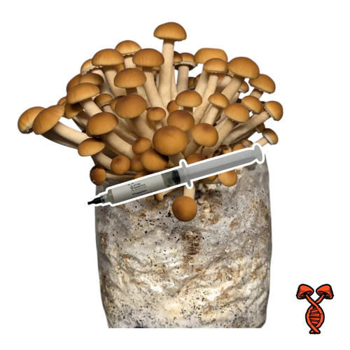 Pioppino 10cc Liquid Culture Syringe