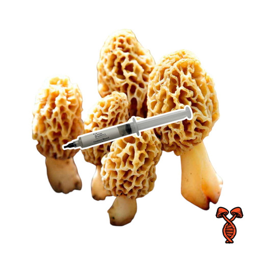 Golden Morel 10cc Liquid Culture Syringe