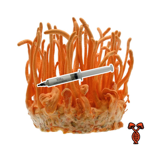 Cordyceps Militaris 10cc Liquid Culture Syringe