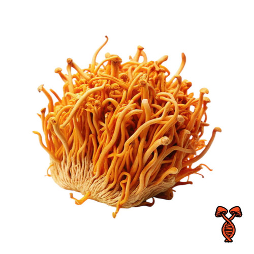 Cordyceps Militaris Mushroom Block