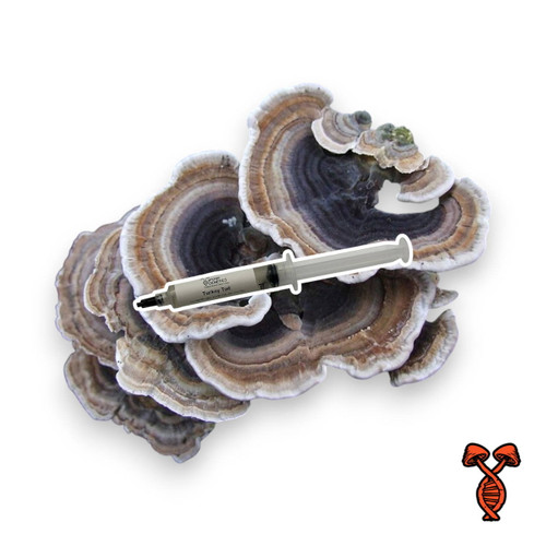 Turkey Tail 10cc Liquid Culture Syringe