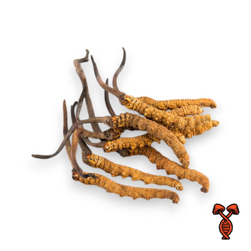 Cordyceps Ophiocordyceps Sinensis