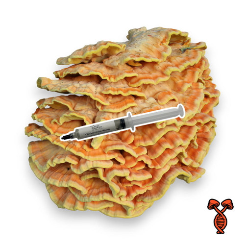 Chicken of the Woods 10cc Liquid Culture Syringe