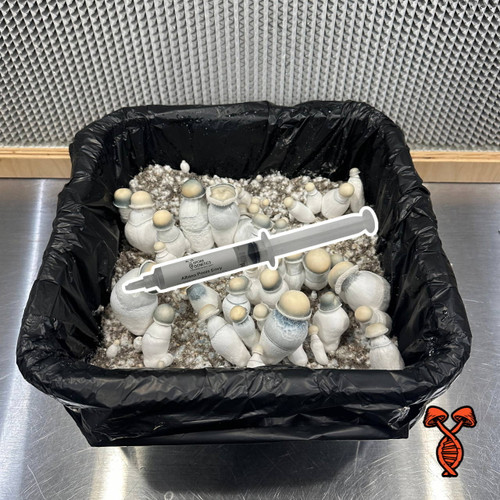 Albino Penis Envy 10cc Spore Syringe