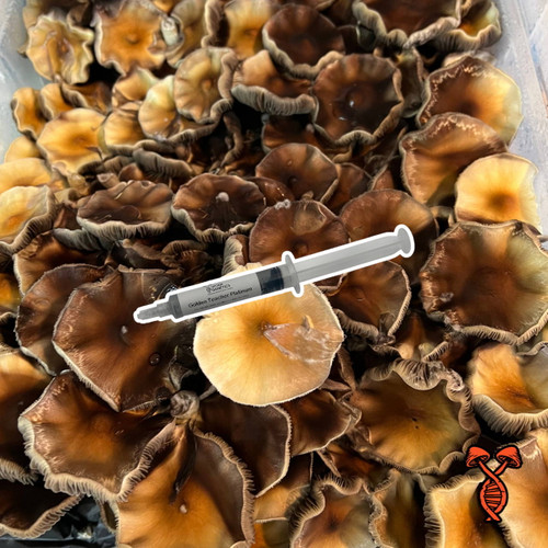 Golden Teacher Platinum 10cc Spore Syringe