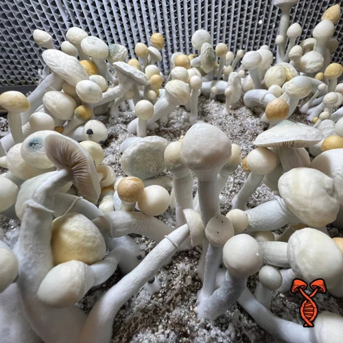 Albino Most Valuable Producer Psilocybe Cubensis