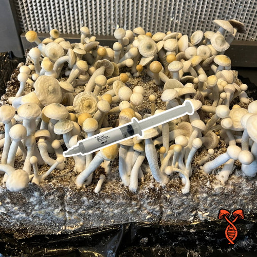 Albino Most Valuable Producer (AMVP) Spore Syringe